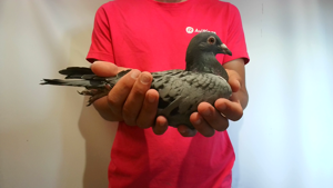 Pigeon image