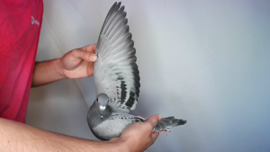 Pigeon image