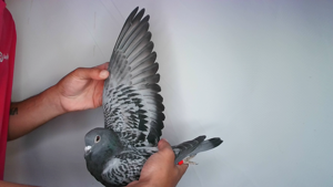 Pigeon image