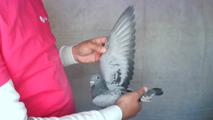 Pigeon image