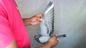 Pigeon image