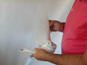 Pigeon image