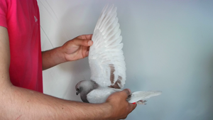 Pigeon image