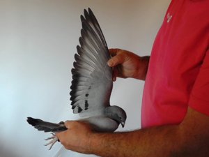 Pigeon image
