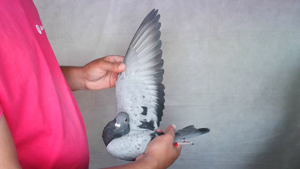 Pigeon image