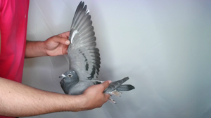 Pigeon image
