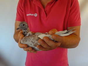 Pigeon image