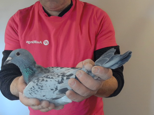 Pigeon image