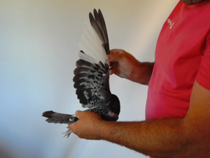 Pigeon image