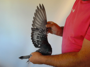 Pigeon image