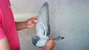 Pigeon image