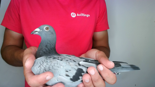 Pigeon image