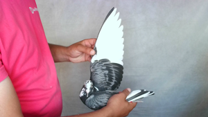 Pigeon image
