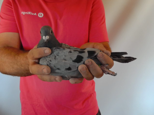 Pigeon image