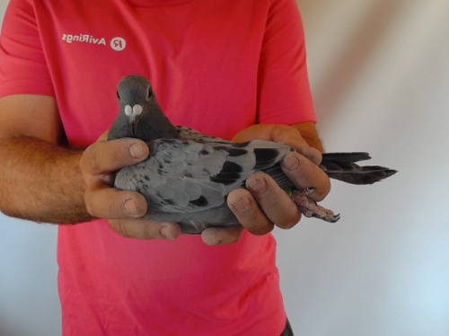 Pigeon image