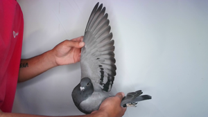 Pigeon image