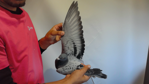 Pigeon image