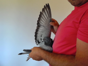 Pigeon image
