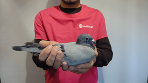 Pigeon image