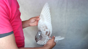 Pigeon image