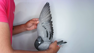 Pigeon image