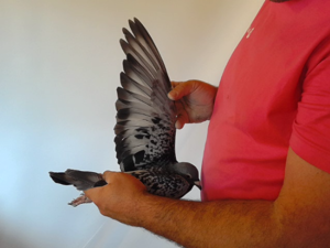Pigeon image