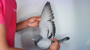Pigeon image