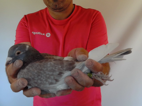 Pigeon image