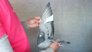 Pigeon image