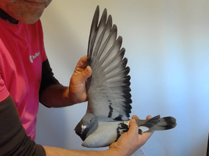 Pigeon image