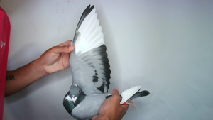 Pigeon image