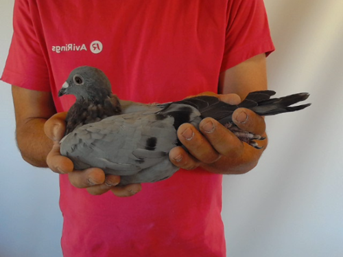 Pigeon image