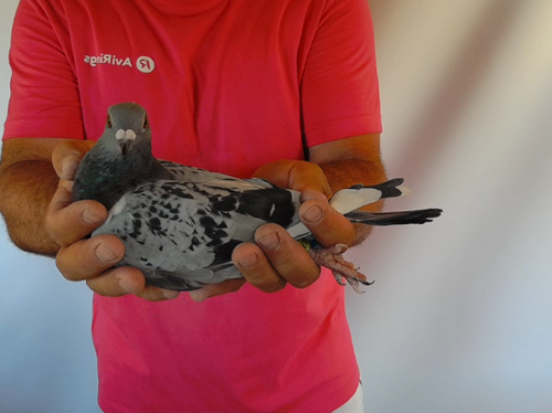 Pigeon image