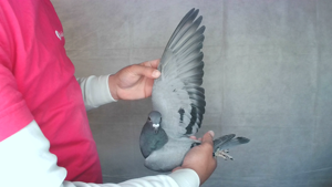 Pigeon image