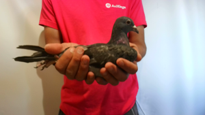 Pigeon image