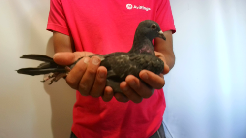 Pigeon image