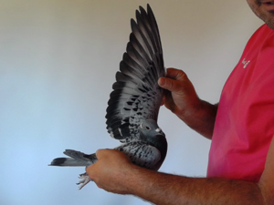Pigeon image