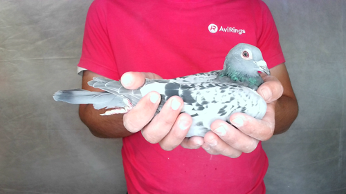 Pigeon image