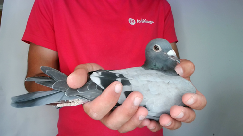 Pigeon image
