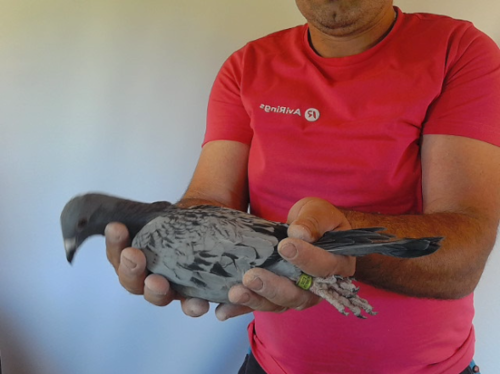 Pigeon image