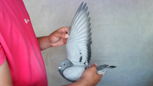 Pigeon image