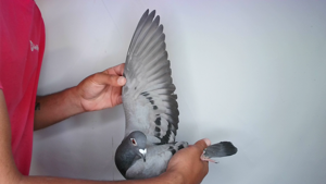 Pigeon image