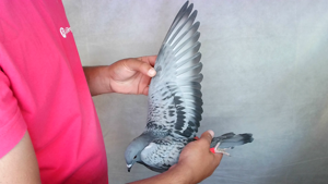 Pigeon image