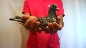 Pigeon image