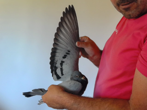 Pigeon image