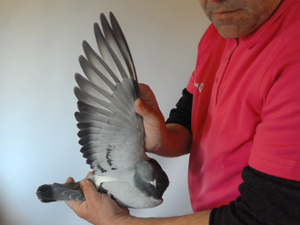 Pigeon image