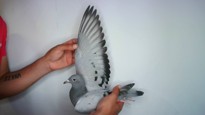 Pigeon image
