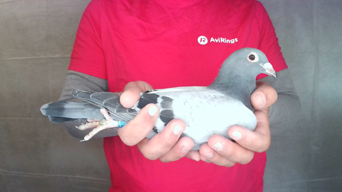 Pigeon image