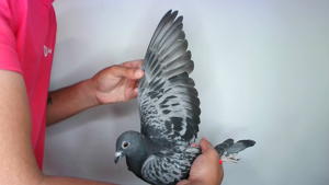 Pigeon image