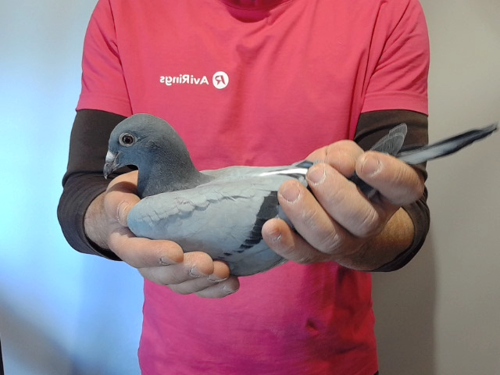 Pigeon image